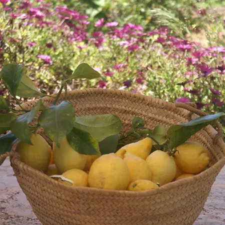 Es Pla De Llodra Feriegård Manacor (Mallorca)